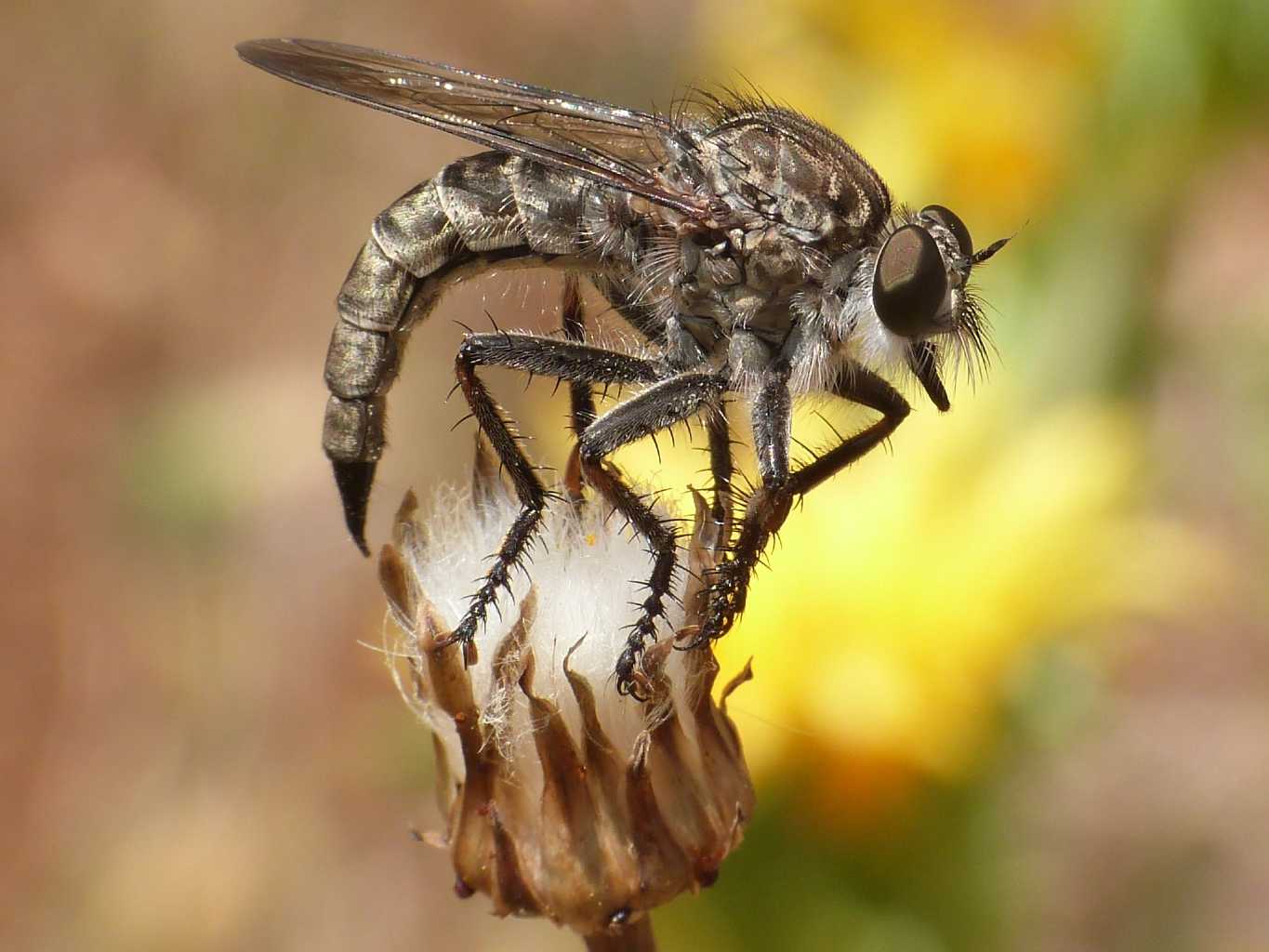 Asilidae in deposizione